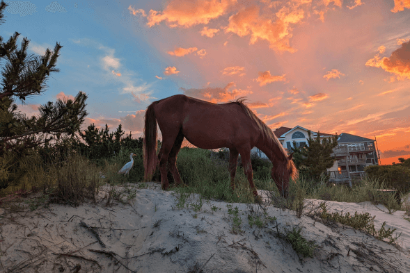 sunset horse