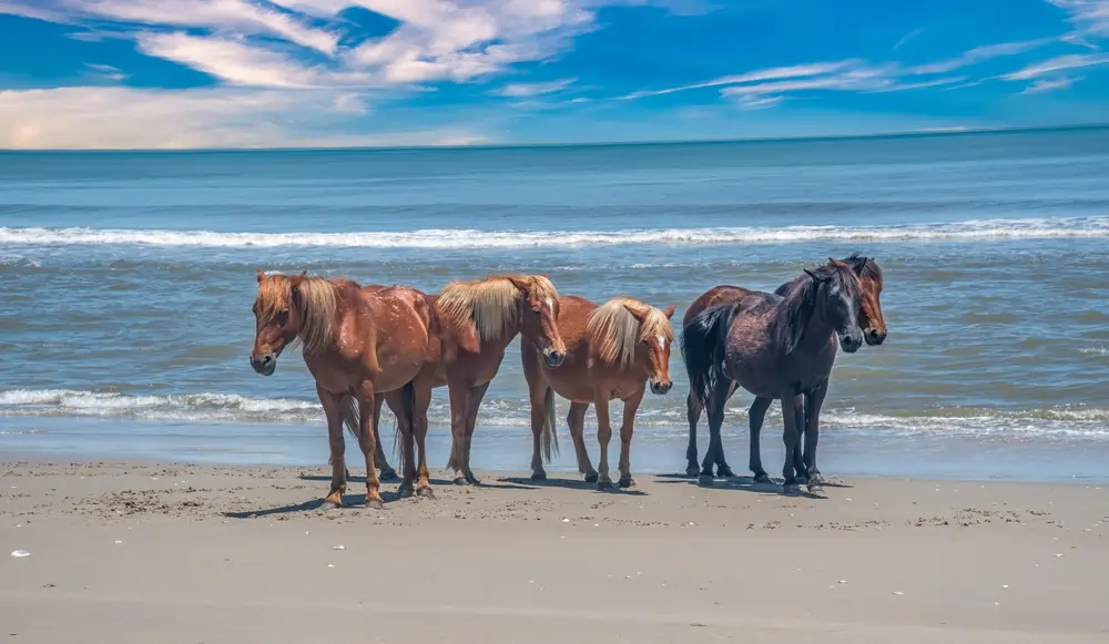 OBX Property Managers - Photo of Wild Horses