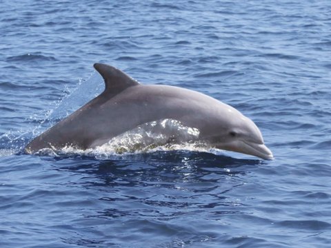 Outer Banks Dolphins in the Roanoke Sound