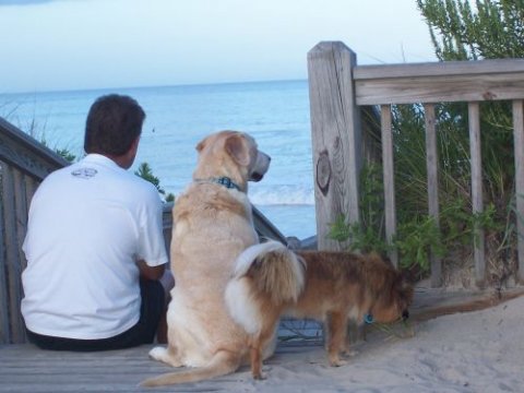 Pets on the Beach